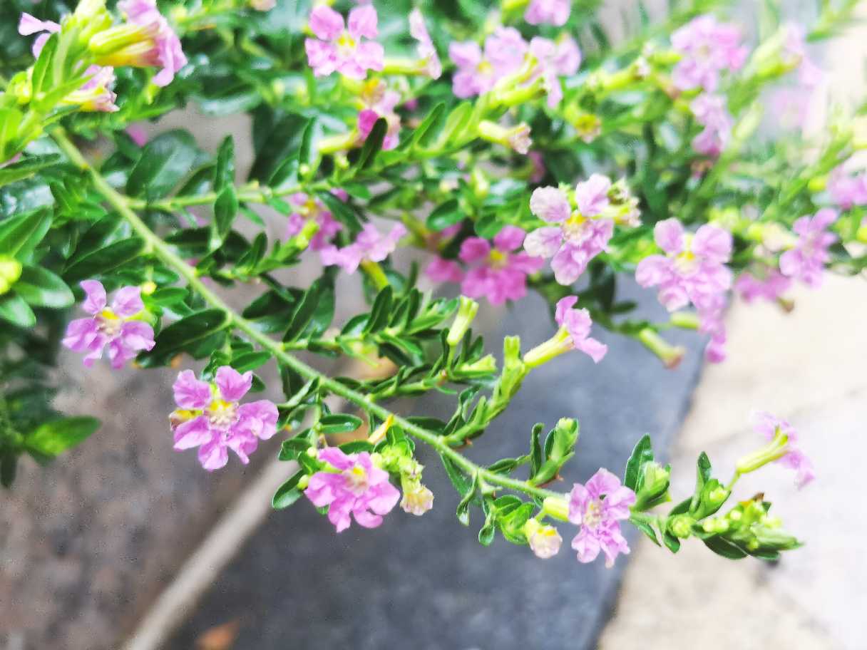 紫萼距花
