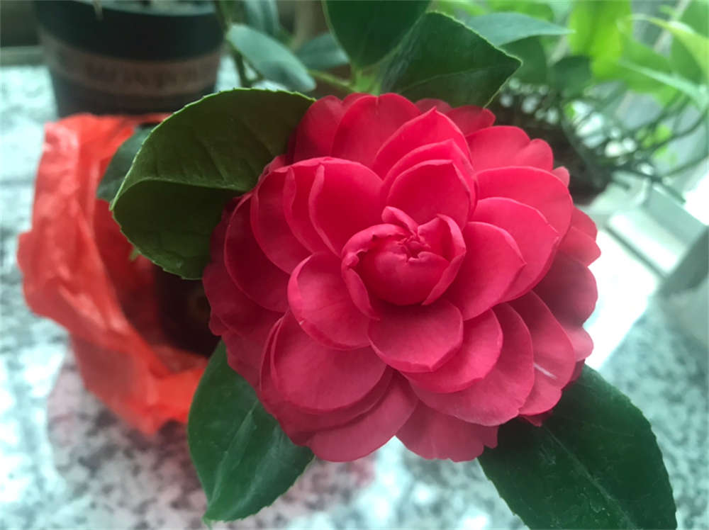 五色赤丹茶花