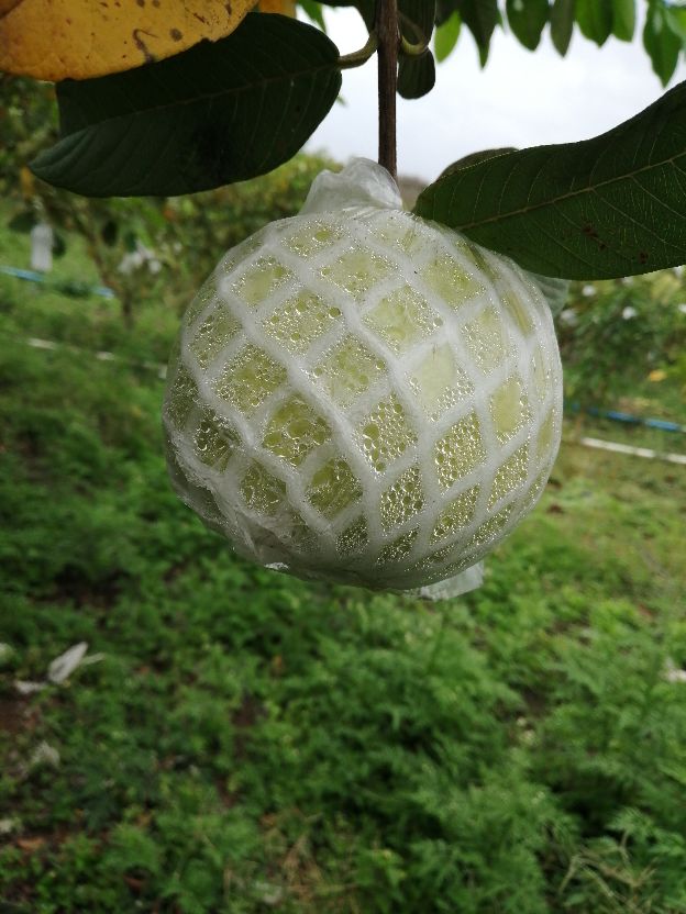芭乐树