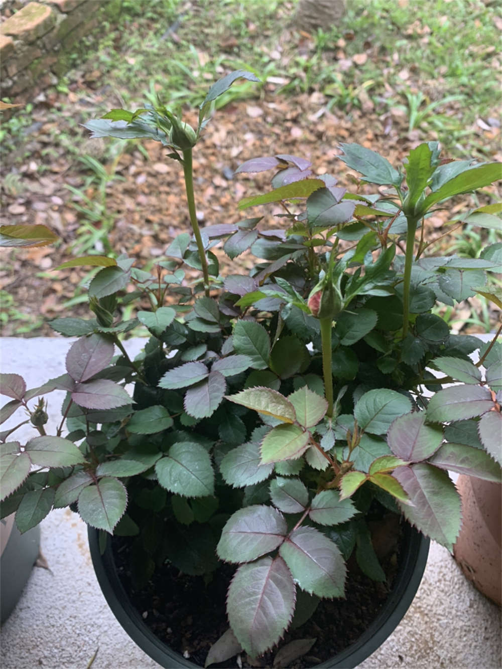 花卉