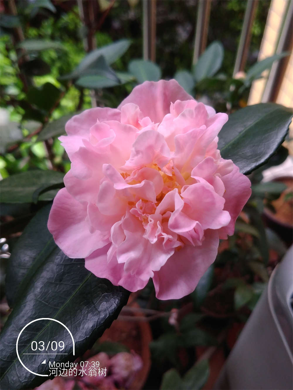 香茶花