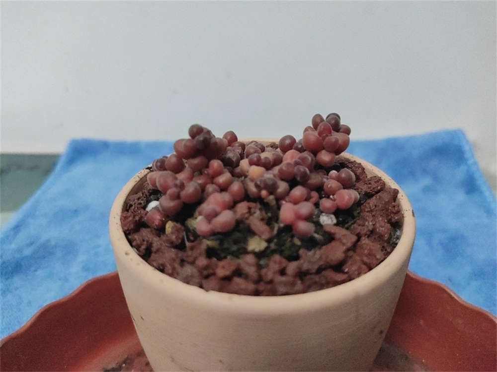 珊瑚珠