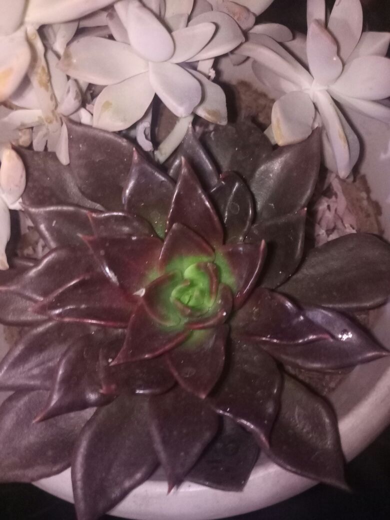 花卉