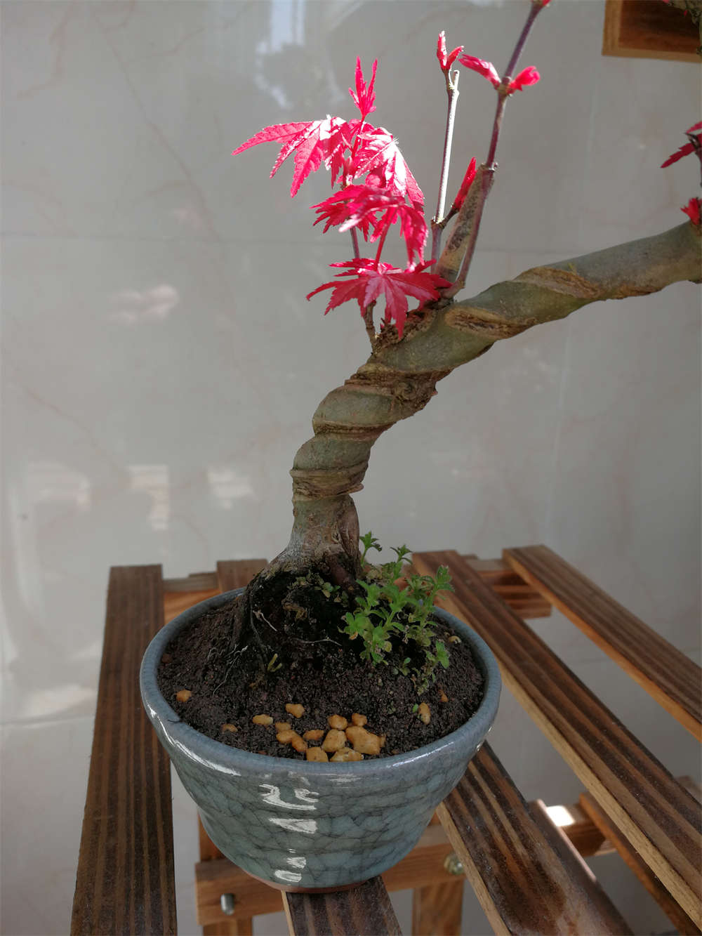 红舞姬