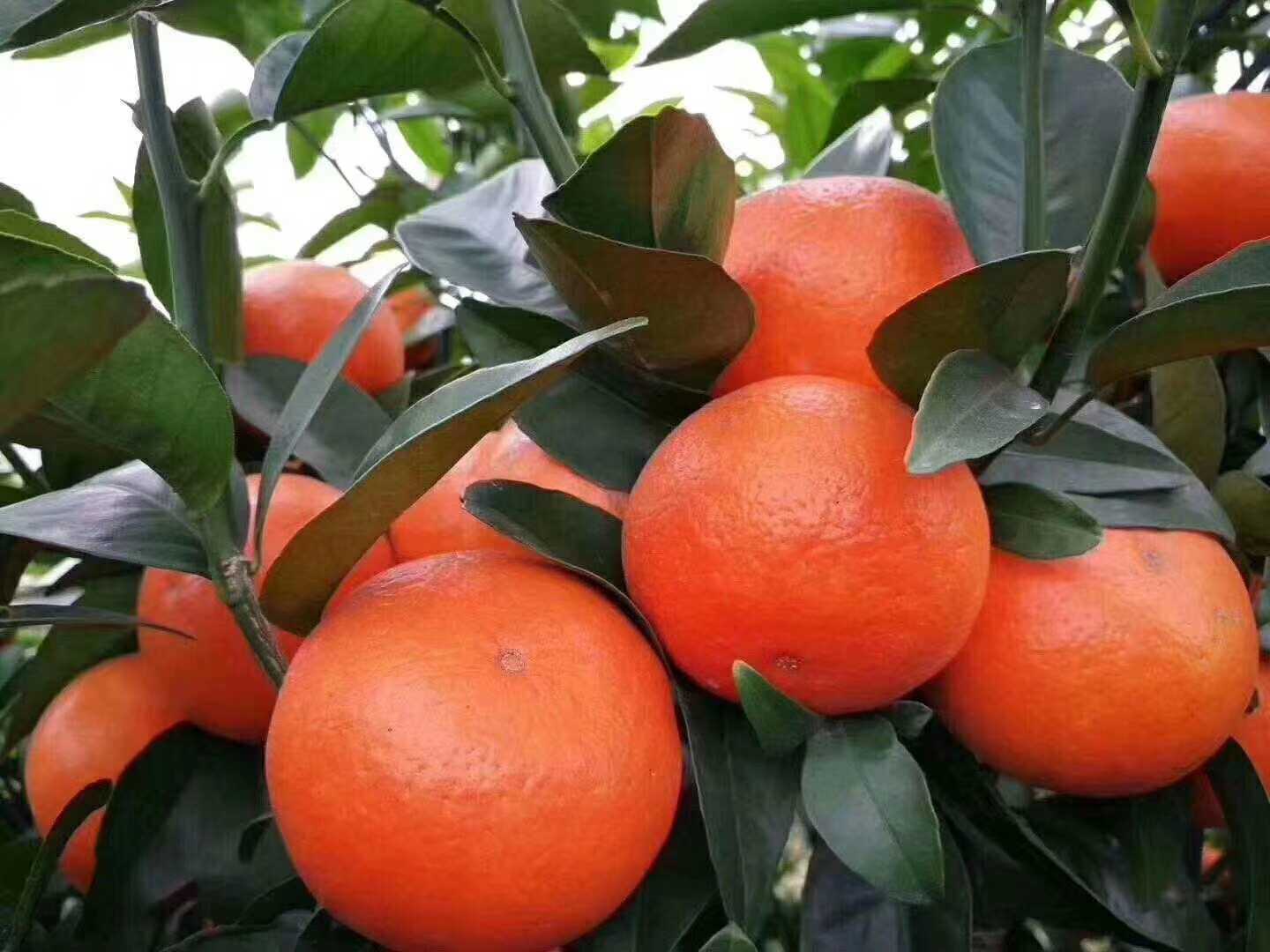 沃柑