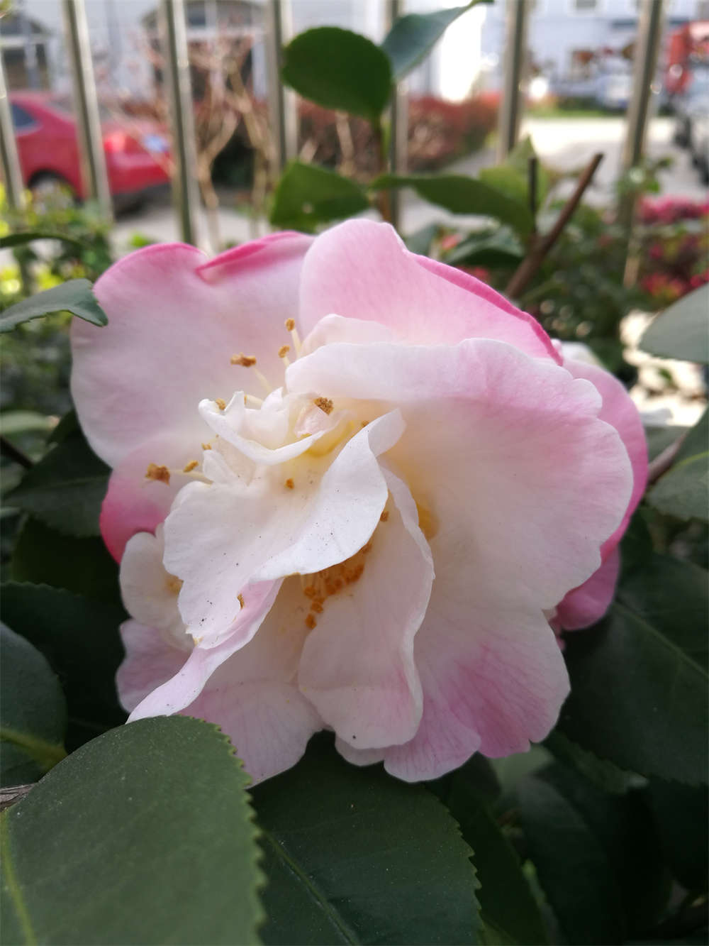 香妃茶花