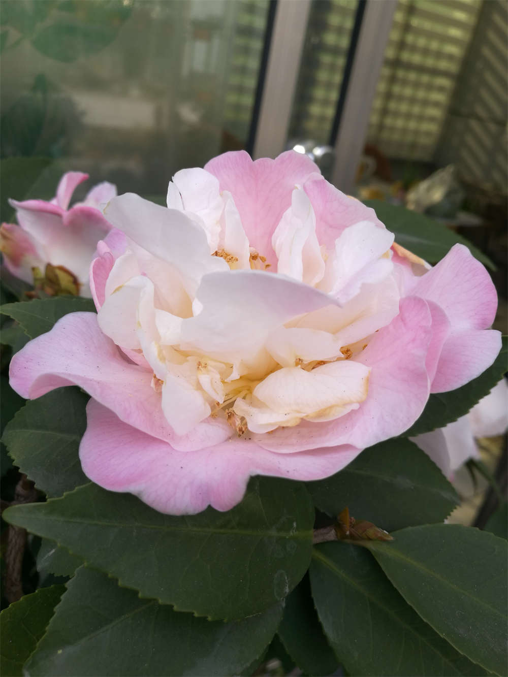 香妃茶花