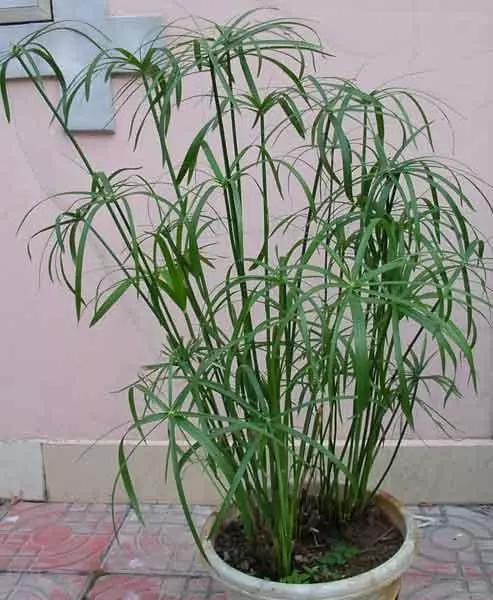 花卉