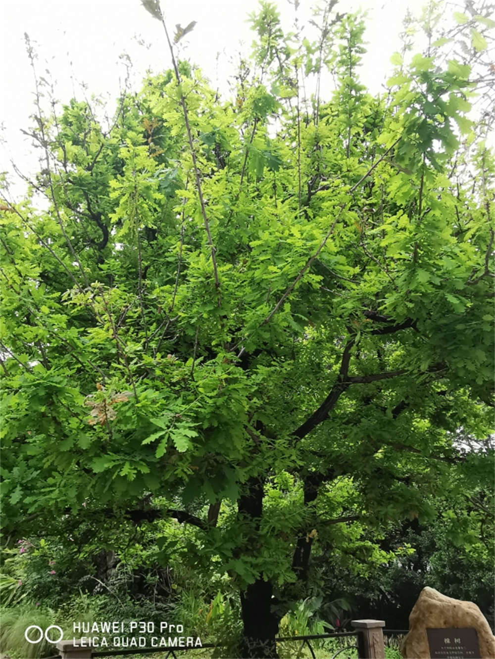 橡树