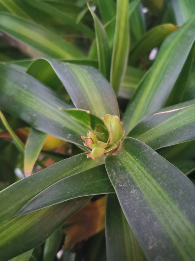 百合竹