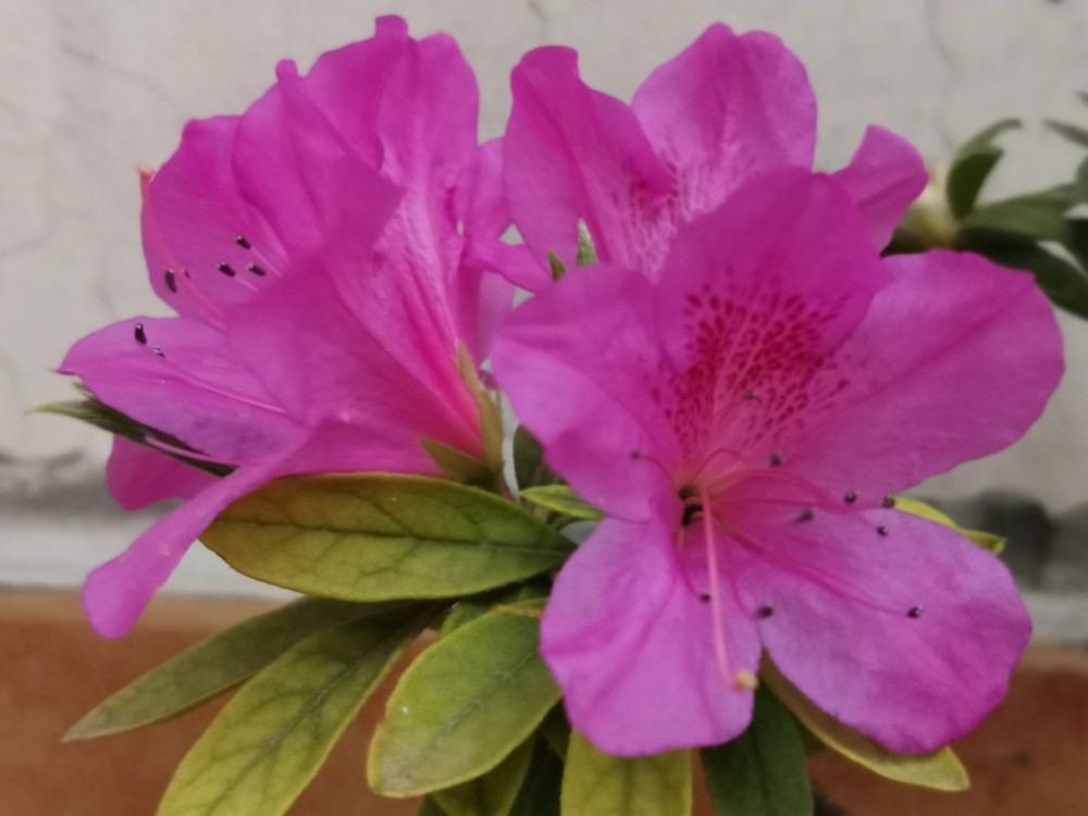 花卉