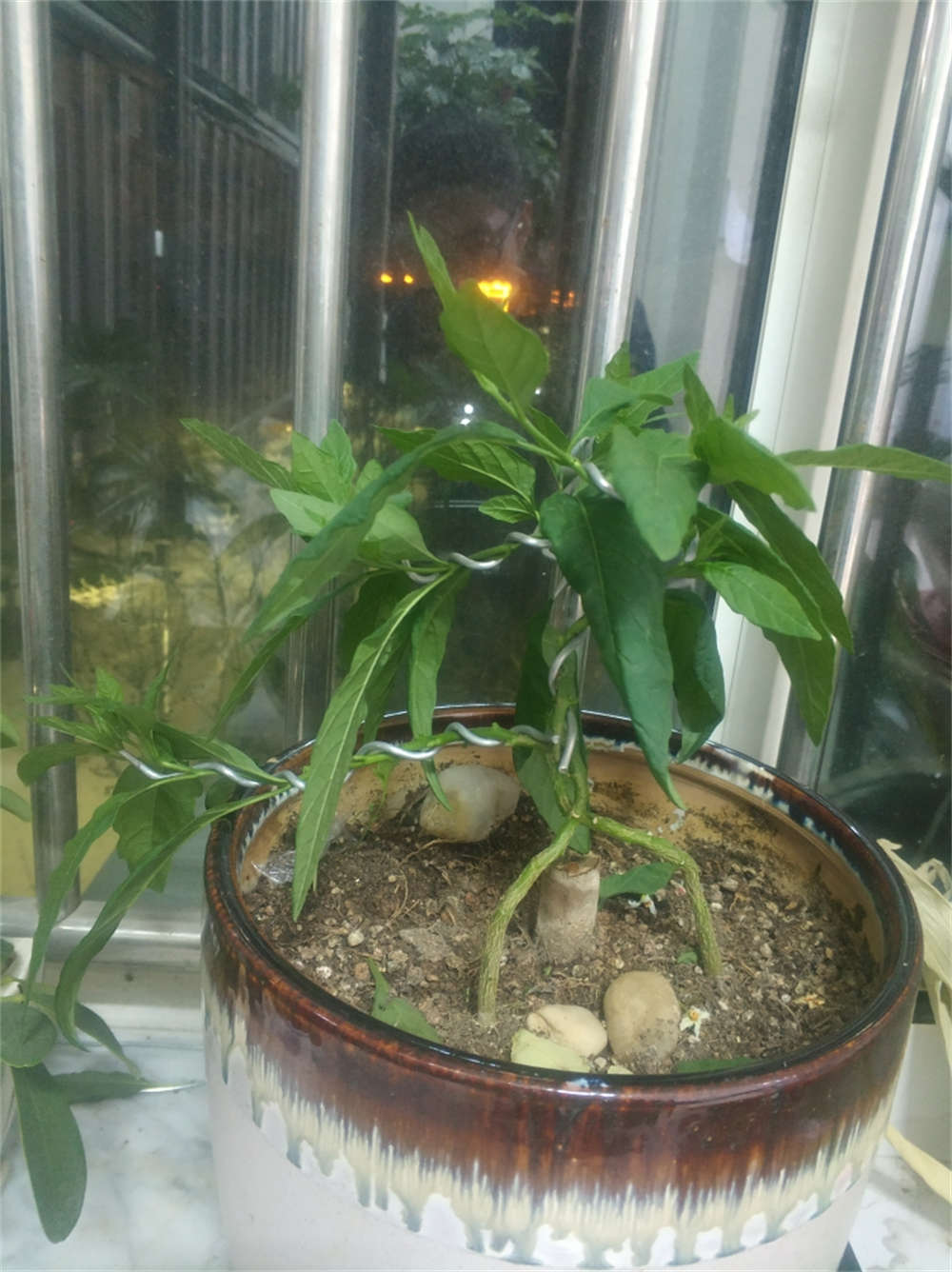 冬珊瑚
