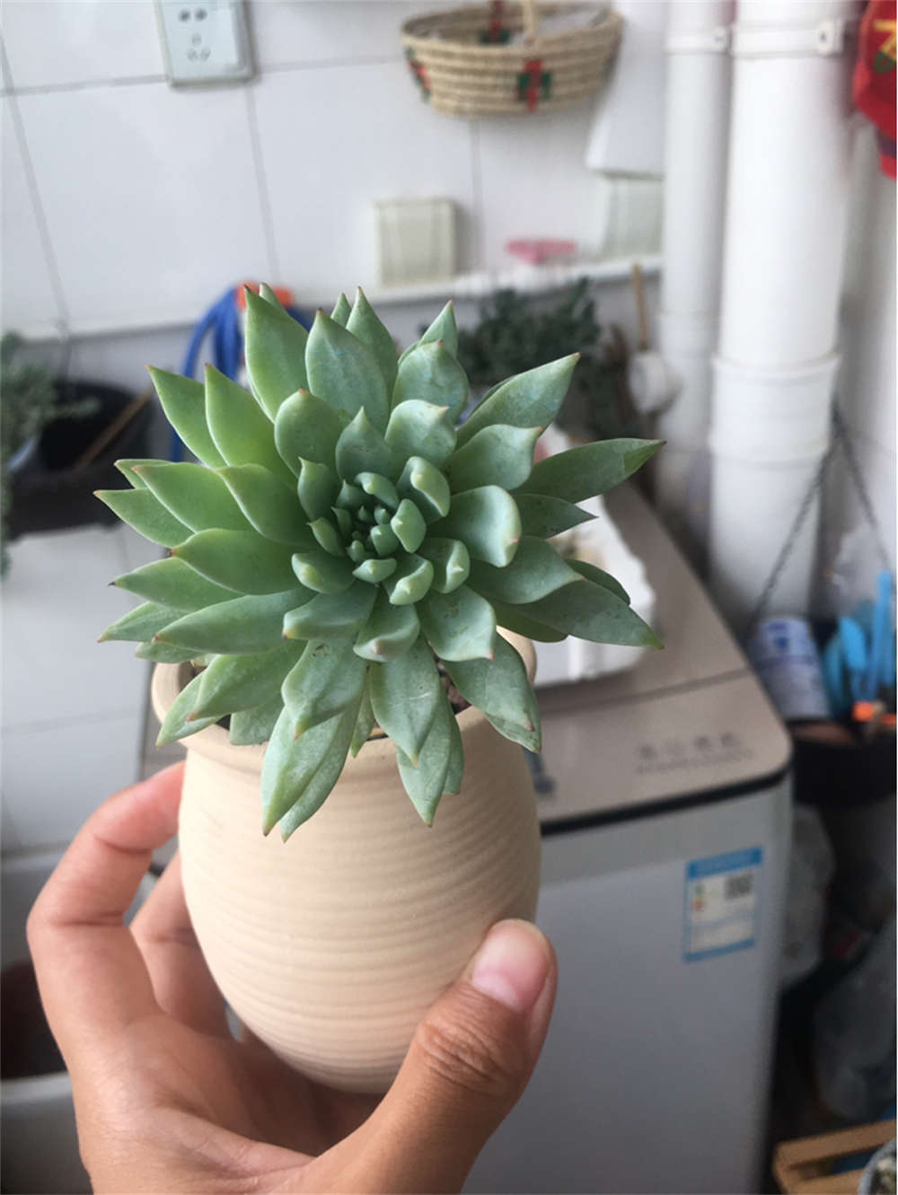 蓝色天使