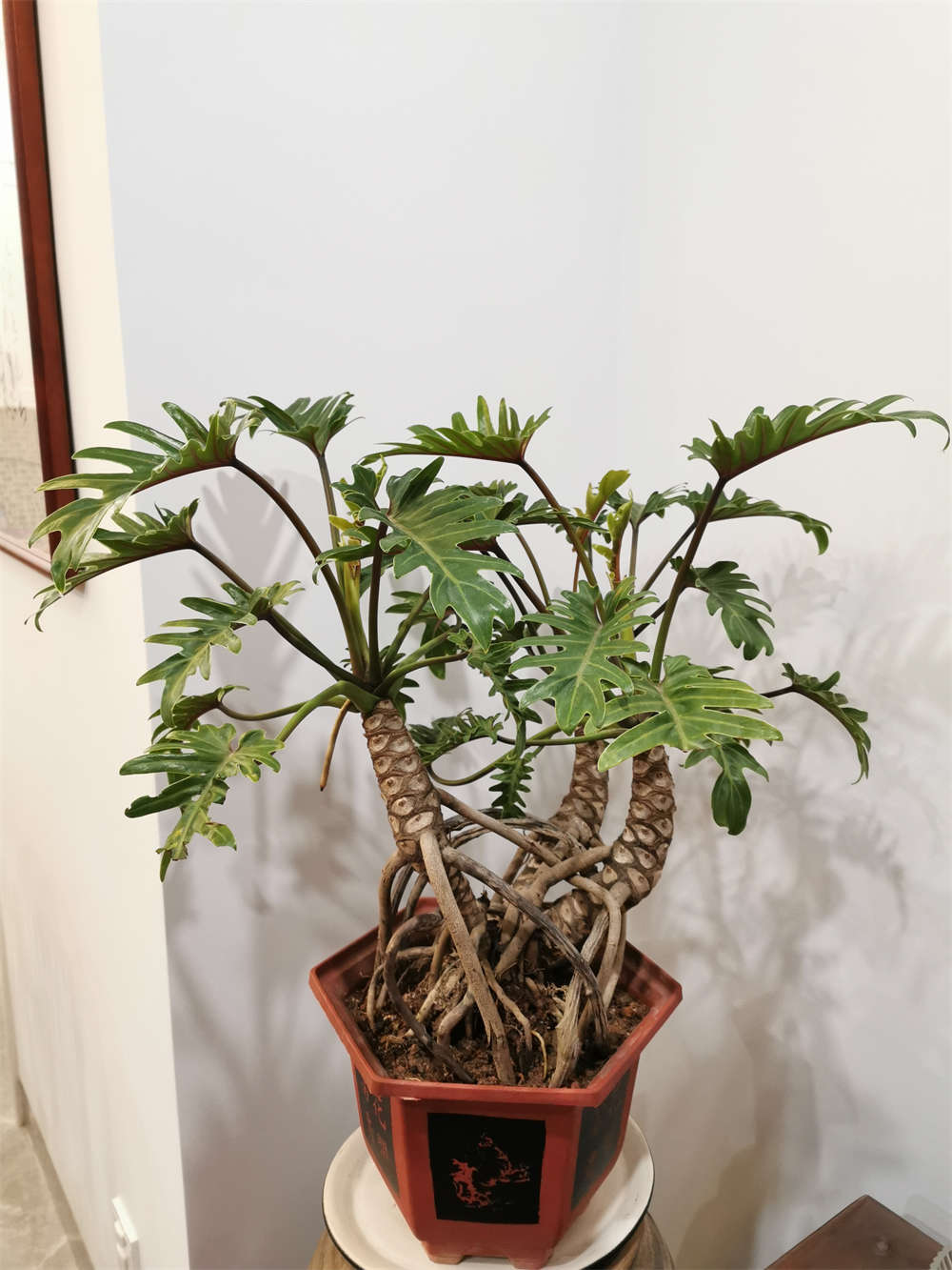 龙鳞春羽