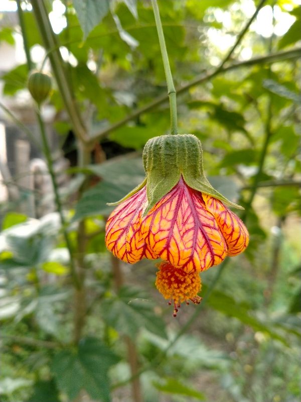 金铃花