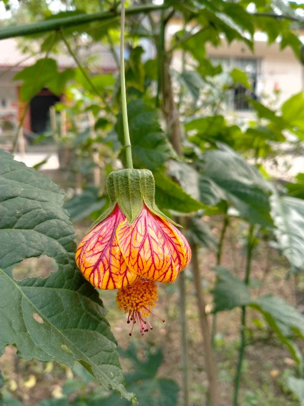 金铃花