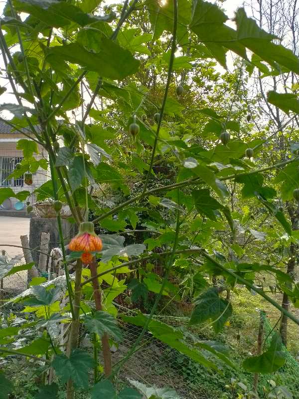 金铃花