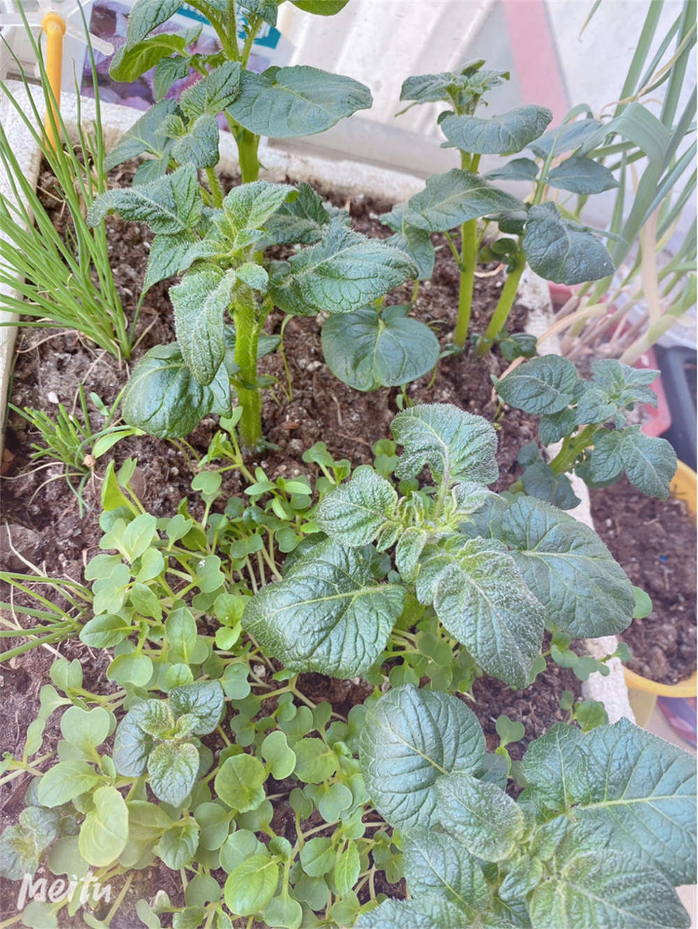 豆苗