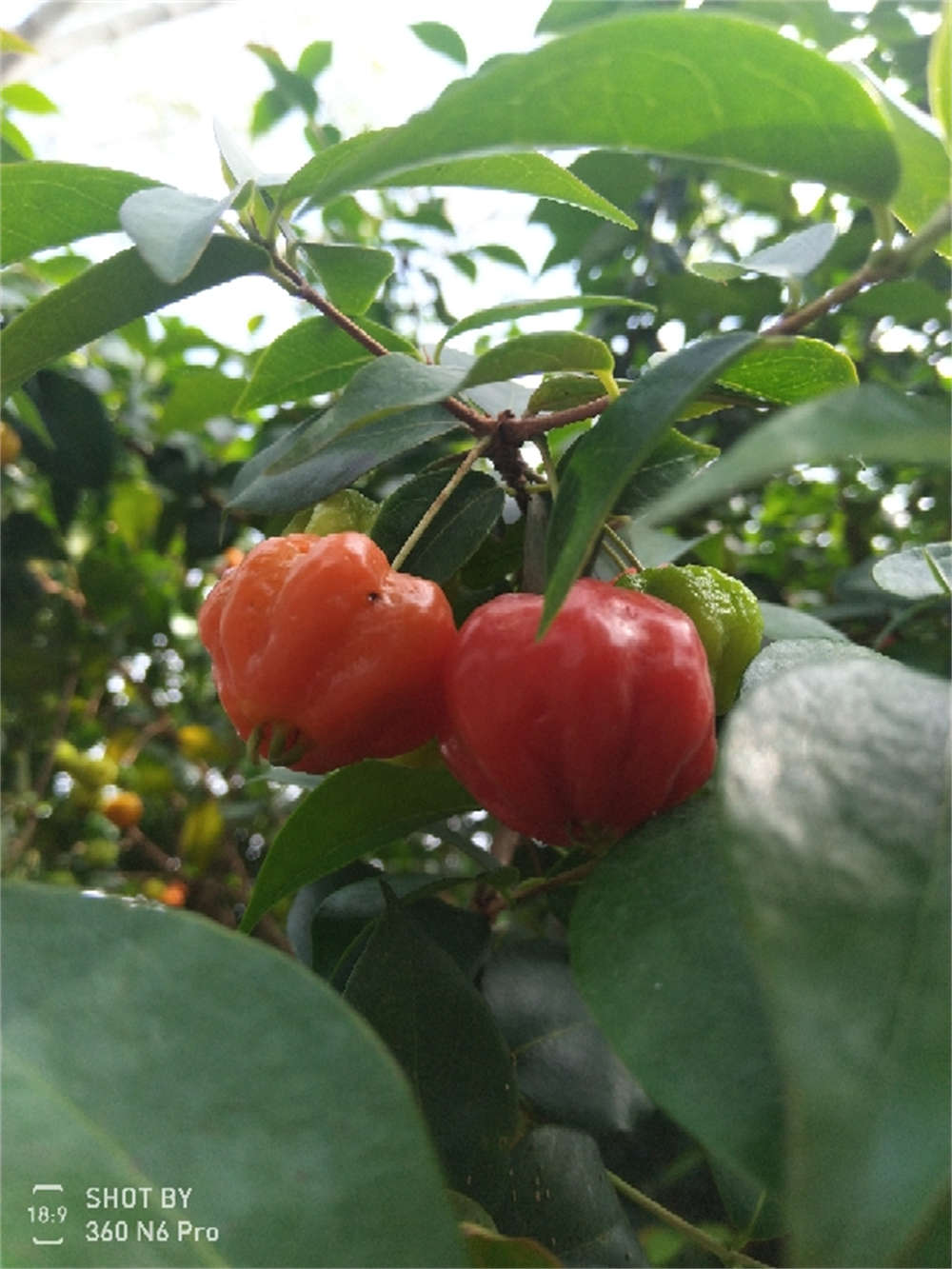 苦樱桃