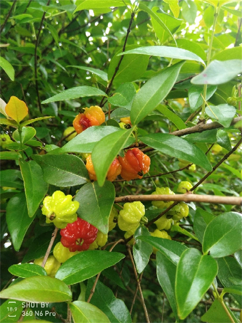 苦樱桃