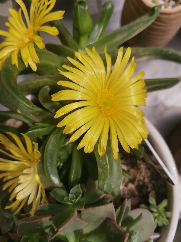花卉