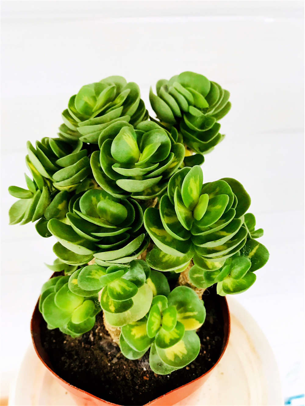 花卉