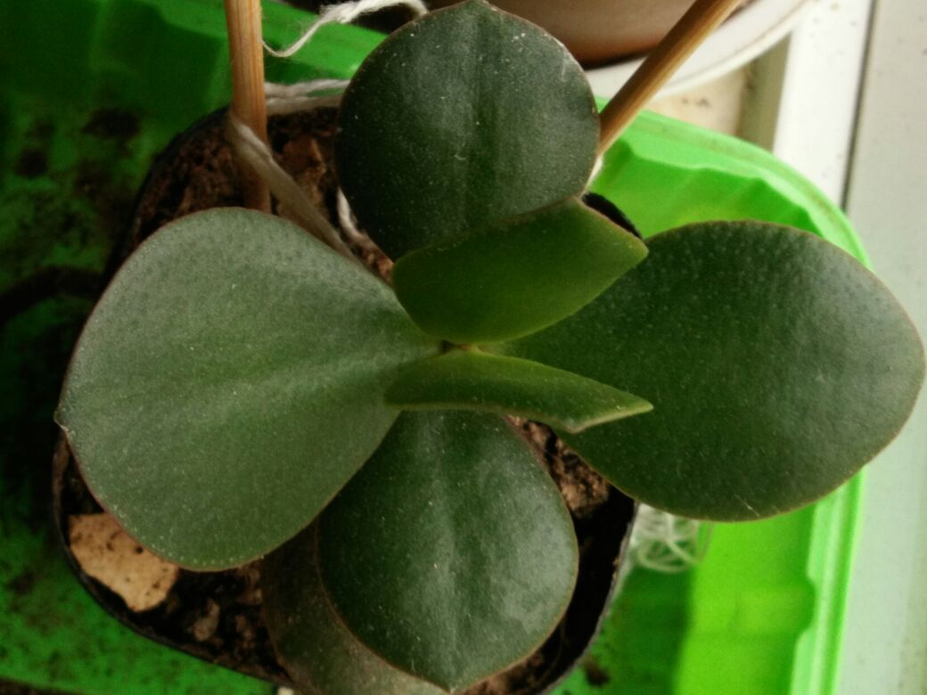 燕子掌