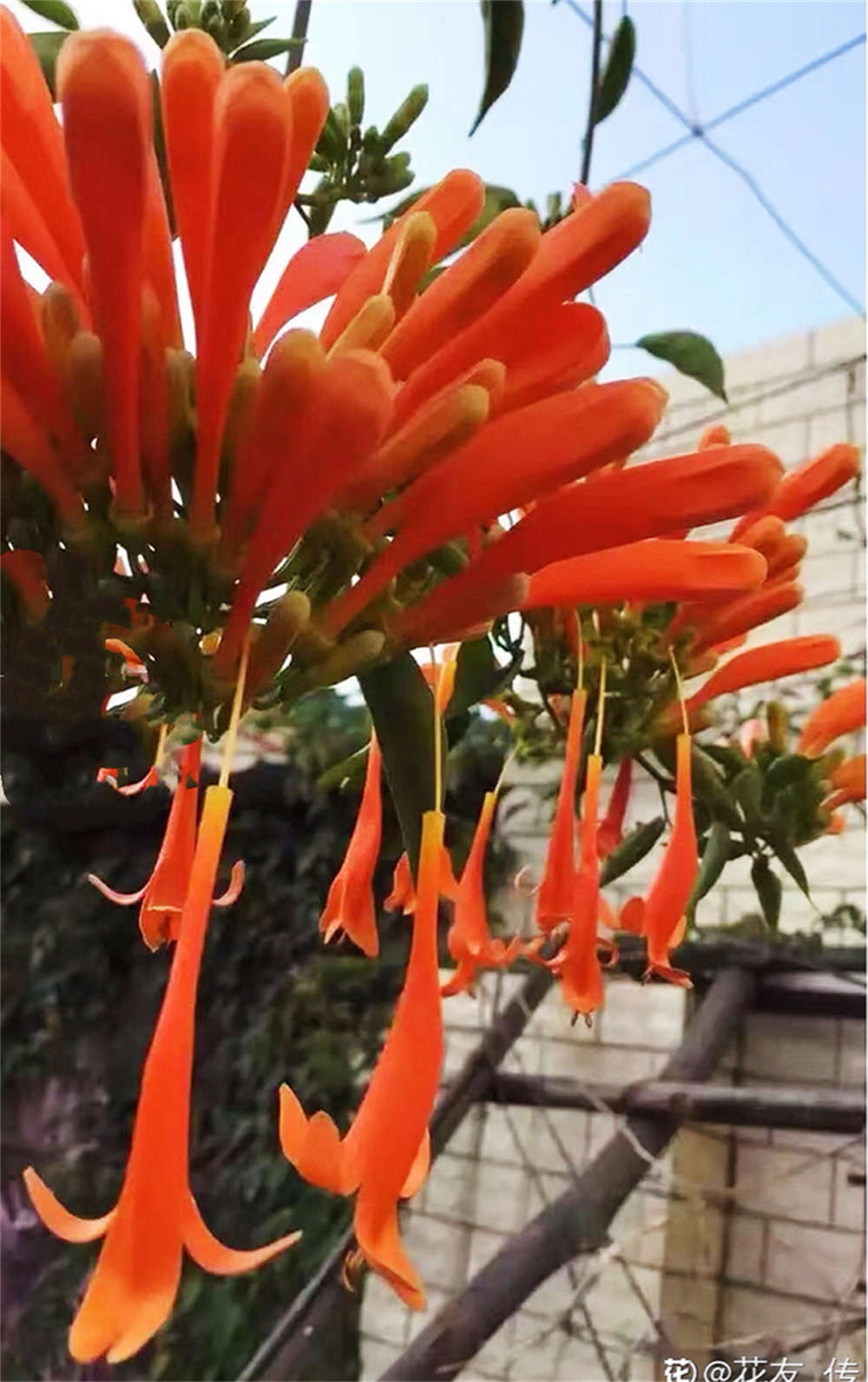 炮仗花