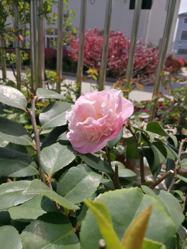 香妃茶花