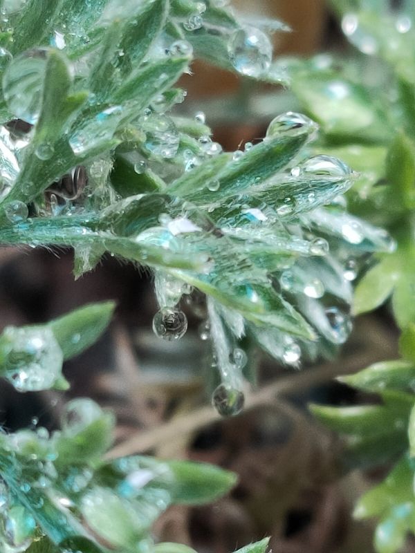 白蒿
