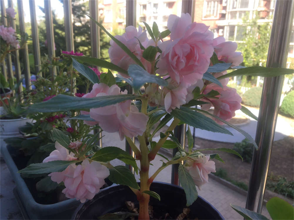 茶花凤仙