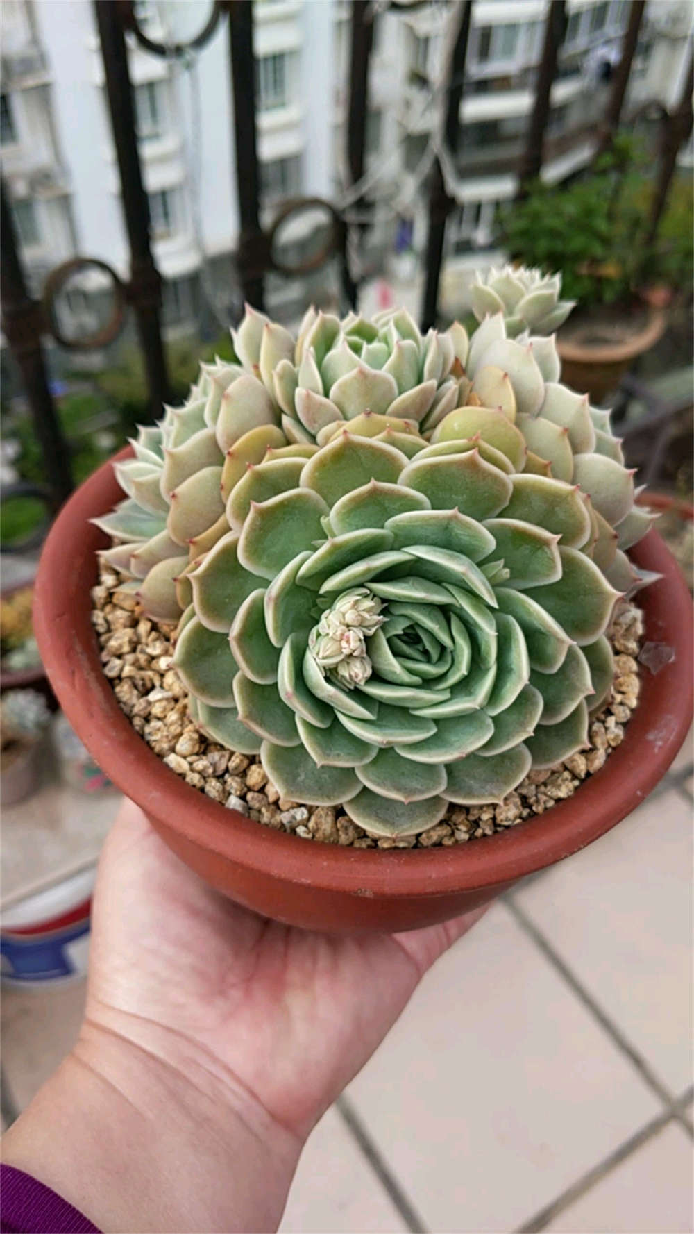 昂斯诺