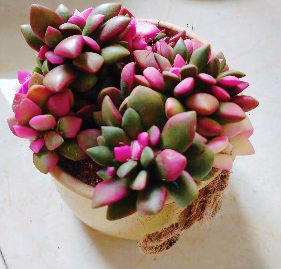 春梦殿锦