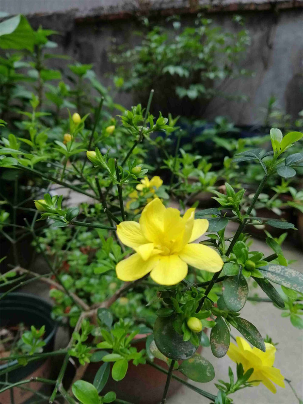 迎夏花开
