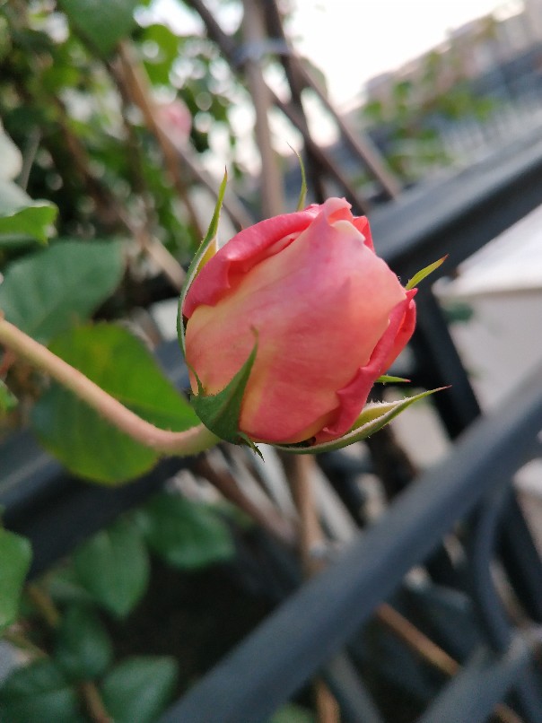 花卉