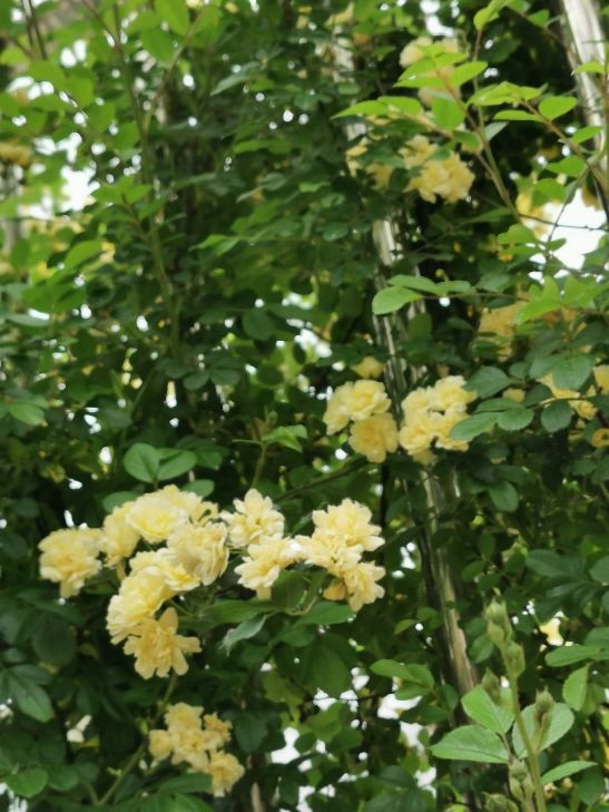 黄色木香花