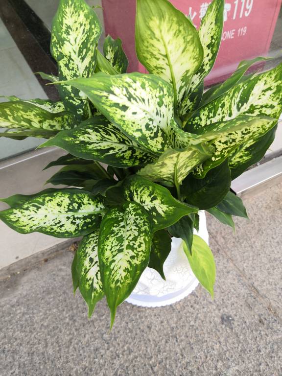 花卉