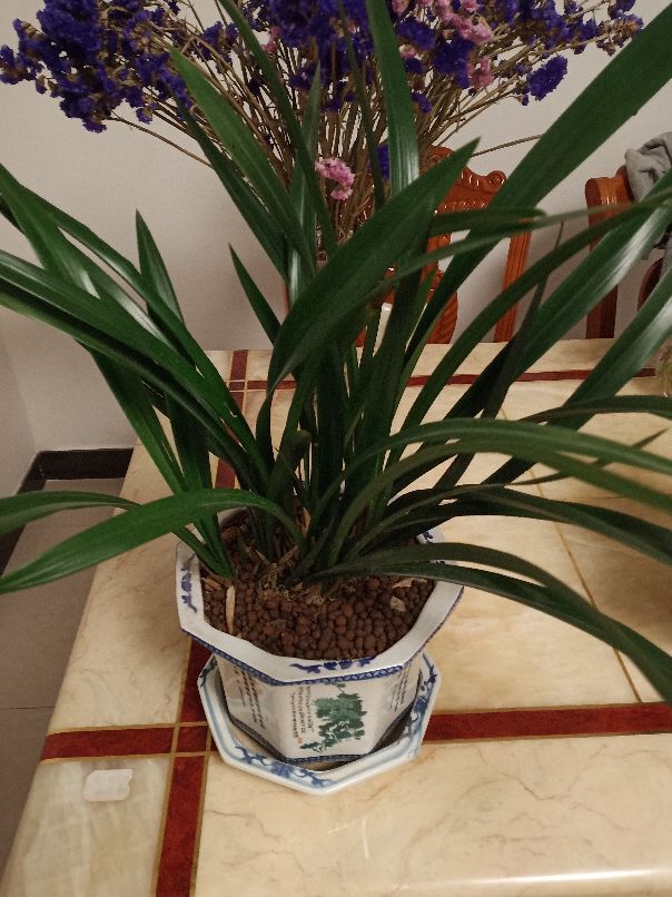 凌芳吐蕊墨兰