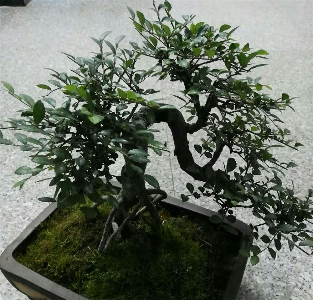 小叶榔榆