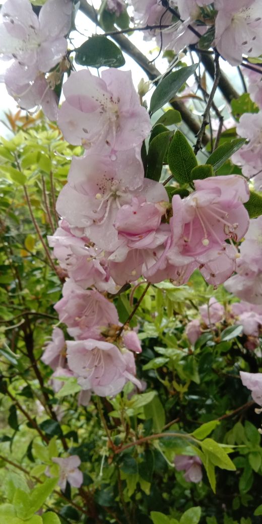 马银花 马银花