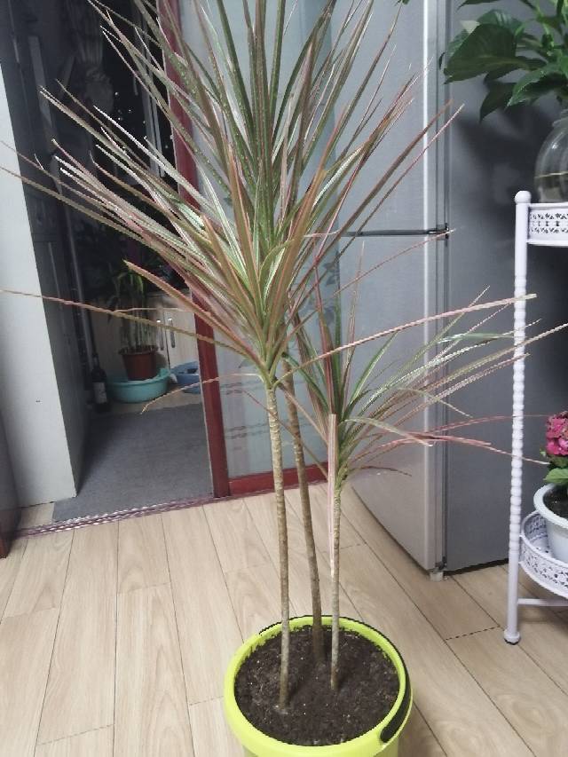 七彩铁