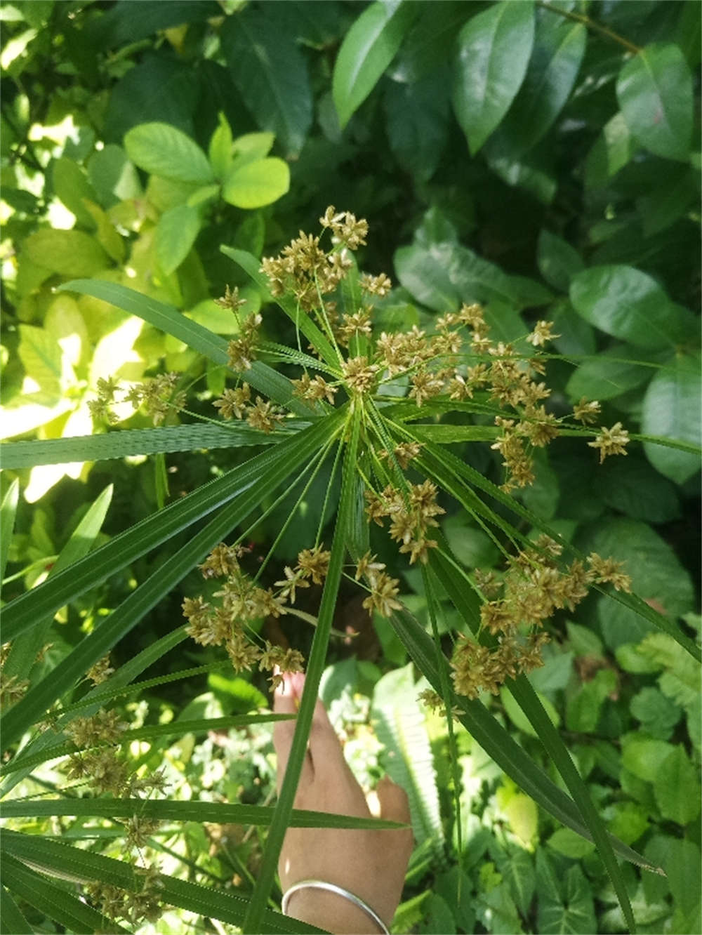 花卉