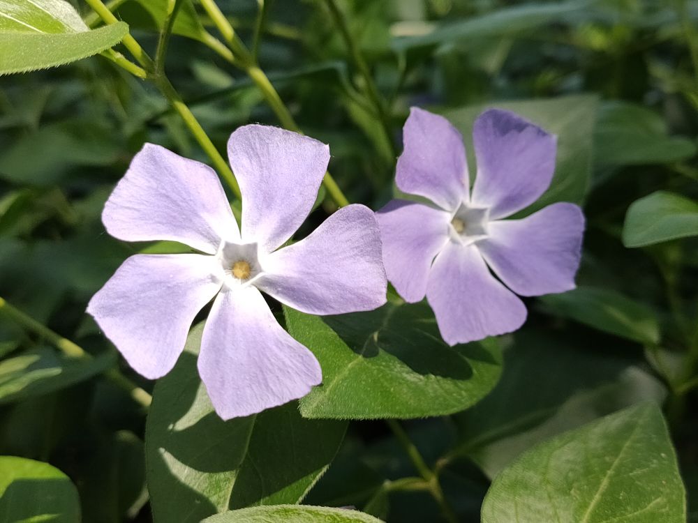 花卉