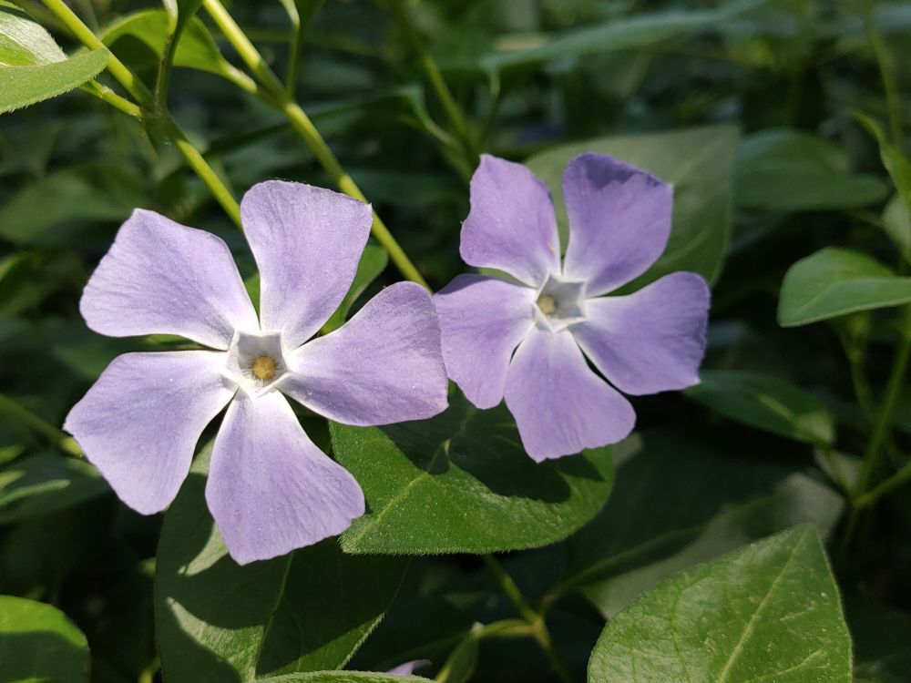 花卉