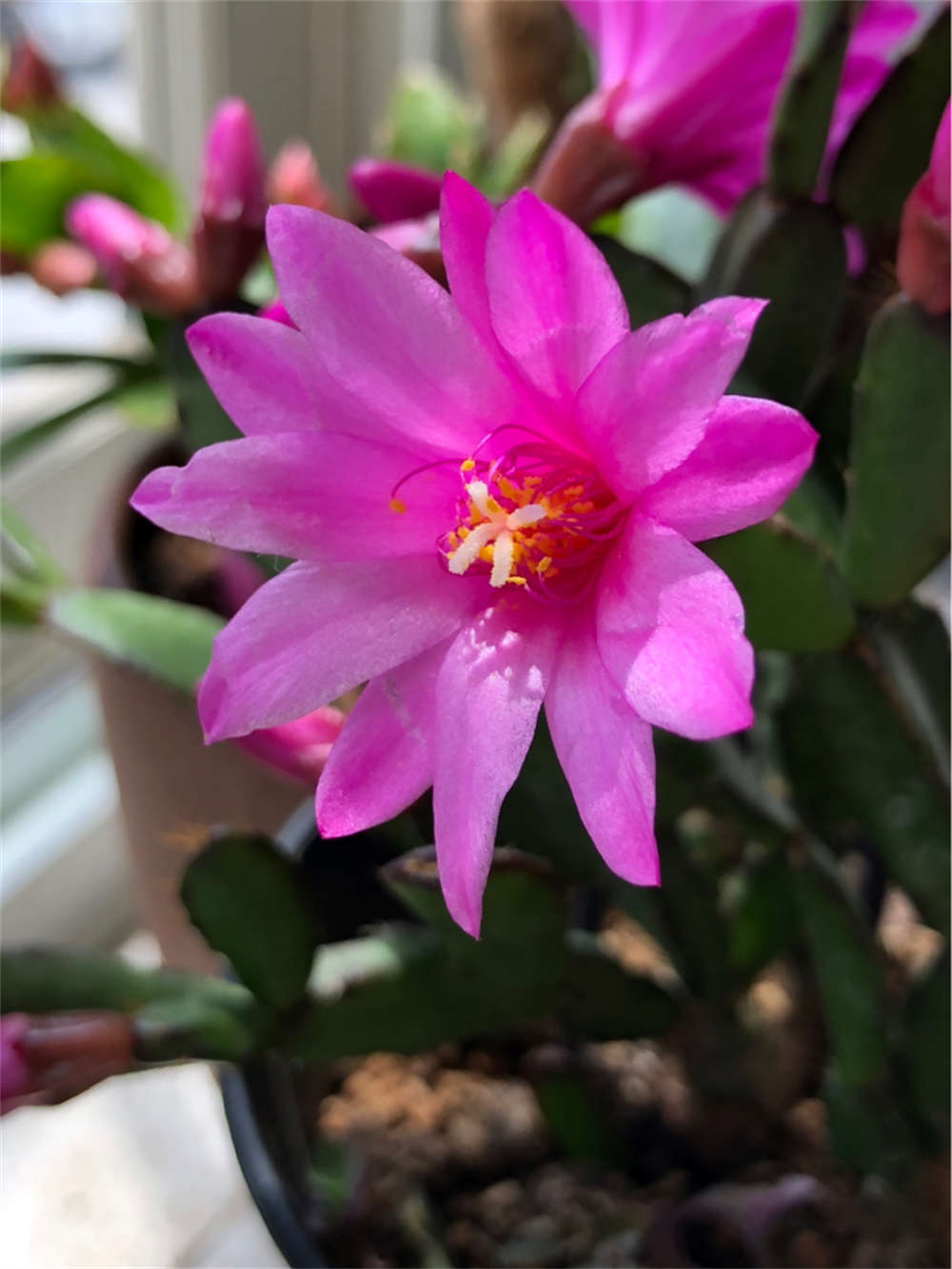 落花之舞