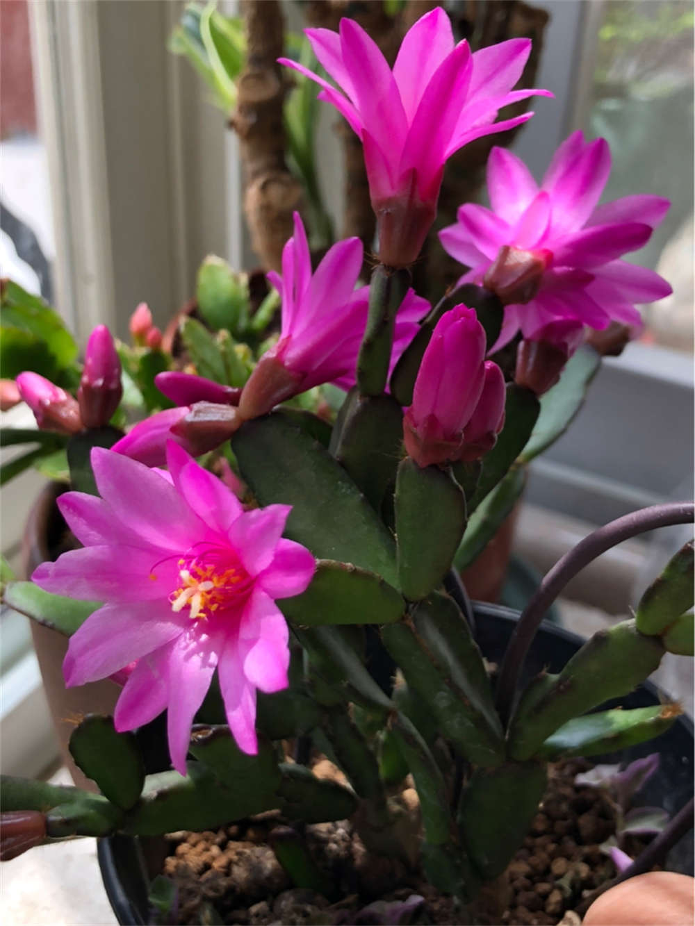 落花之舞