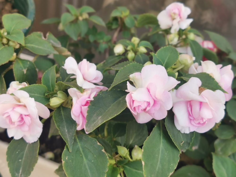 花卉