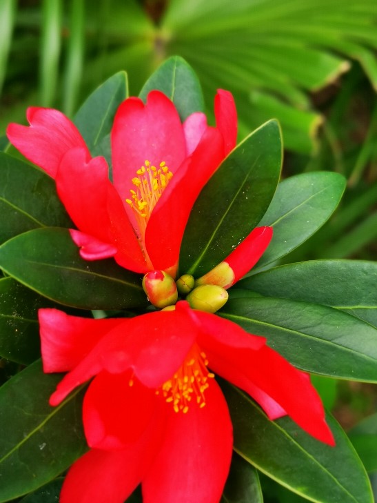 四季茶花