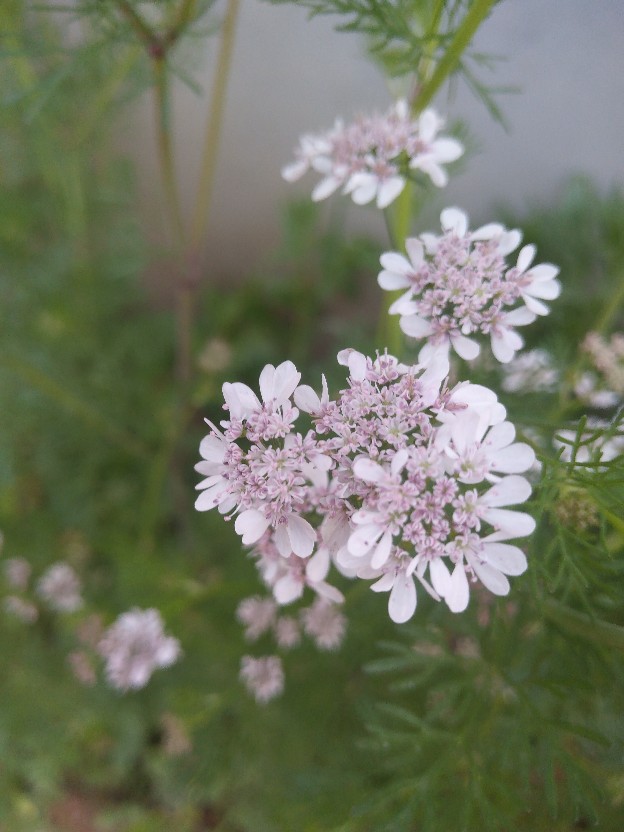 香菜
