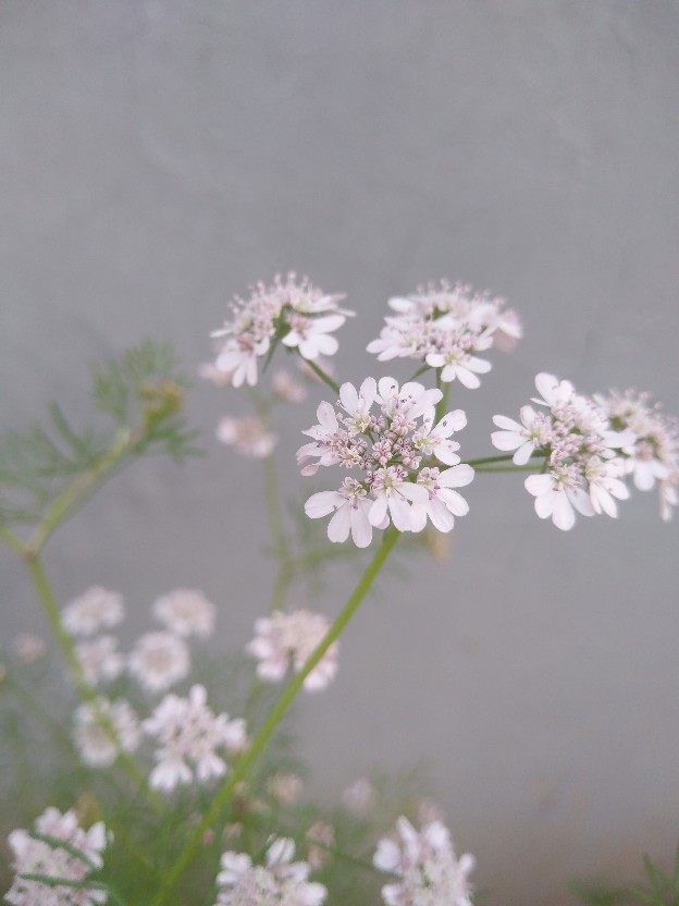 香菜